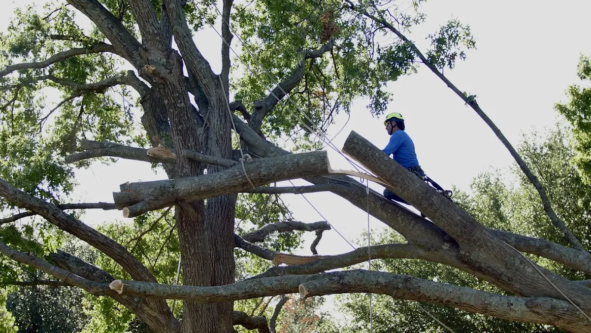Professional Crown Thinning performed by certified arborists in Hixton