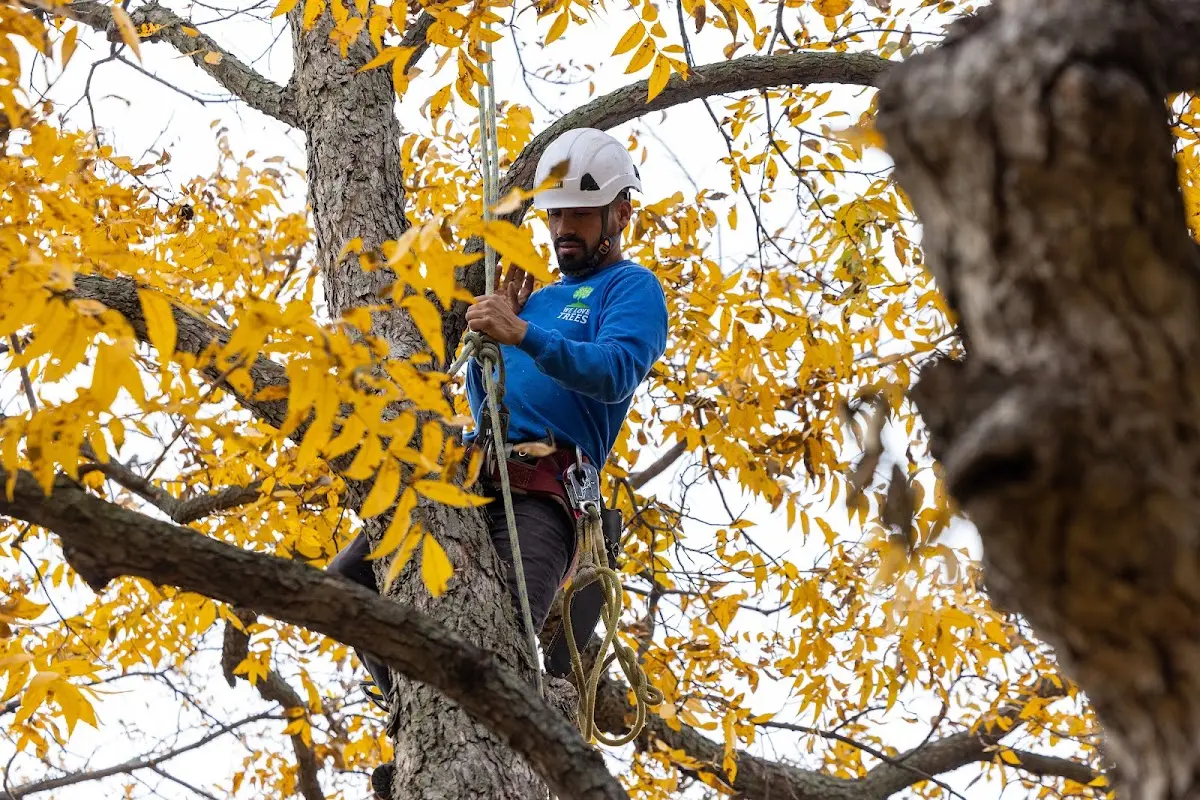 Skilled Storm Damage Cleanup crew working in Hixton